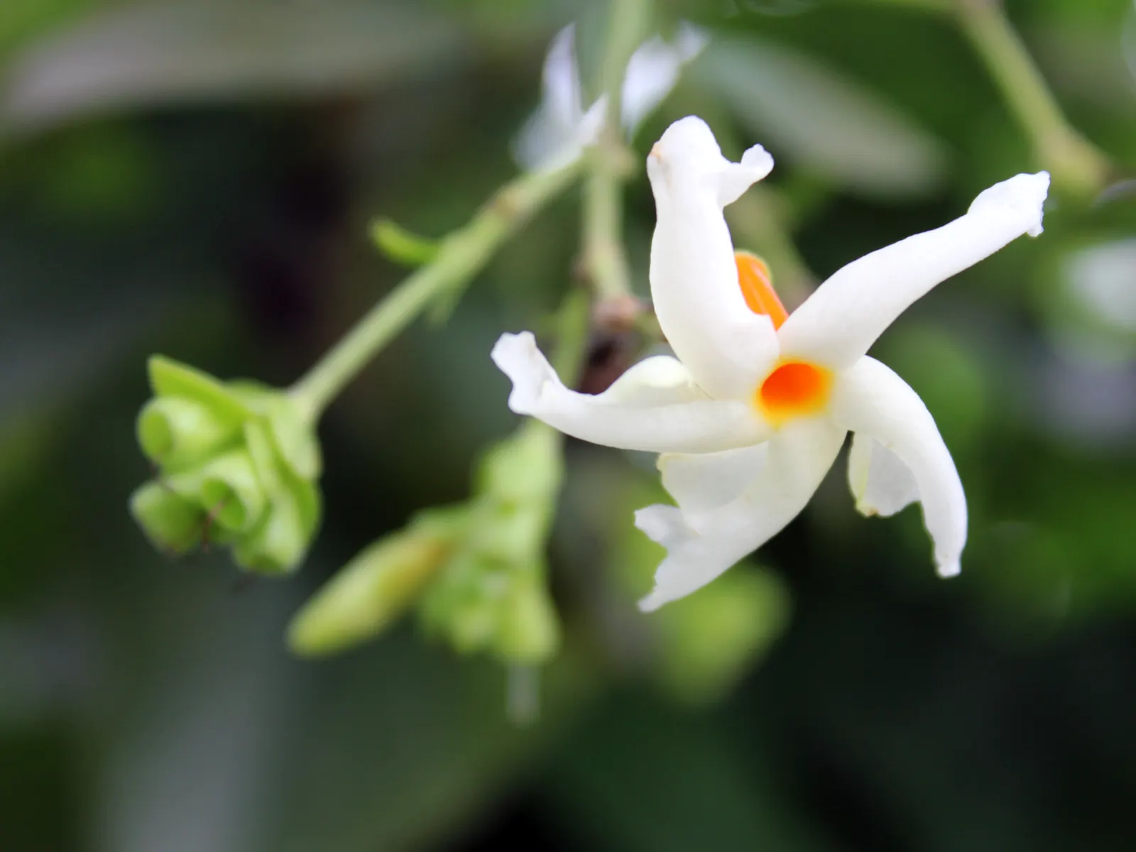 Night Blooming Jessamine (Cestrum Nocturnum) — sheltered location with well-draining soil; night Blooming Jessamine (Cestrum nocturnum) is an, image 86