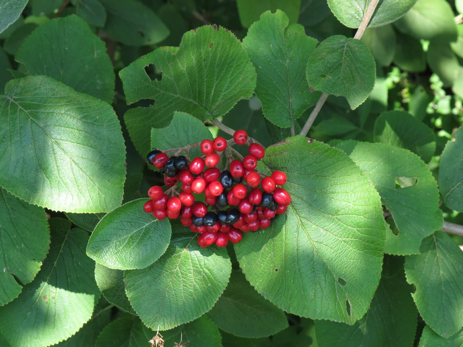 Lantana (Lantana Hybrid 'Carnival') — Blooming spring through fall, it reaches a mature size of 2-4 feet in height and spread