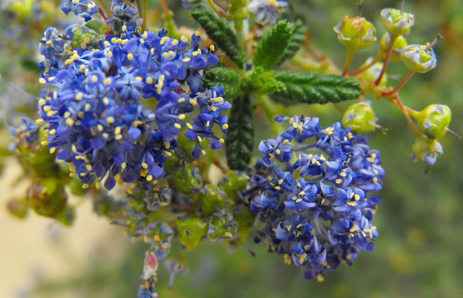 Dark Star Ceanothus (Ceanothus 'Dark Star') — Its foliage is small and dark green, providing a rich backdrop year-round