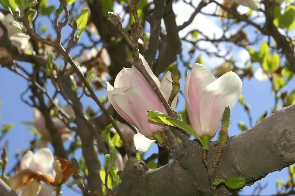 Saucer Magnolia, Tulip Tree (Magnolia X Soulangeana) — best done after flowering to avoid cutting off next year's buds; additionally, sheltering, image 123