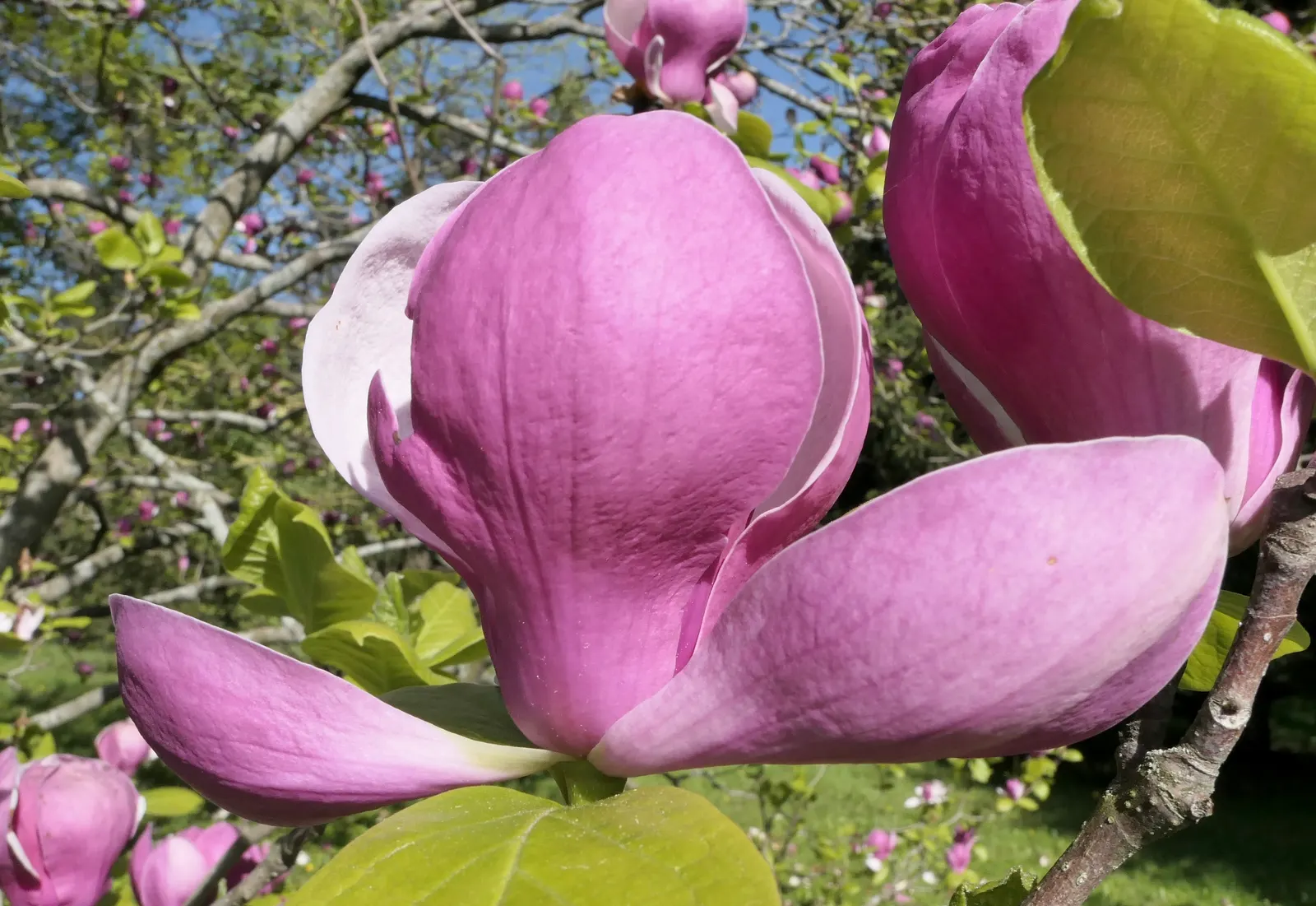 Saucer Magnolia, Tulip Tree (Magnolia X Soulangeana) — adding seasonal interest.<br><br>When designing with Saucer Magnolias in mind; the blossoms, image 99