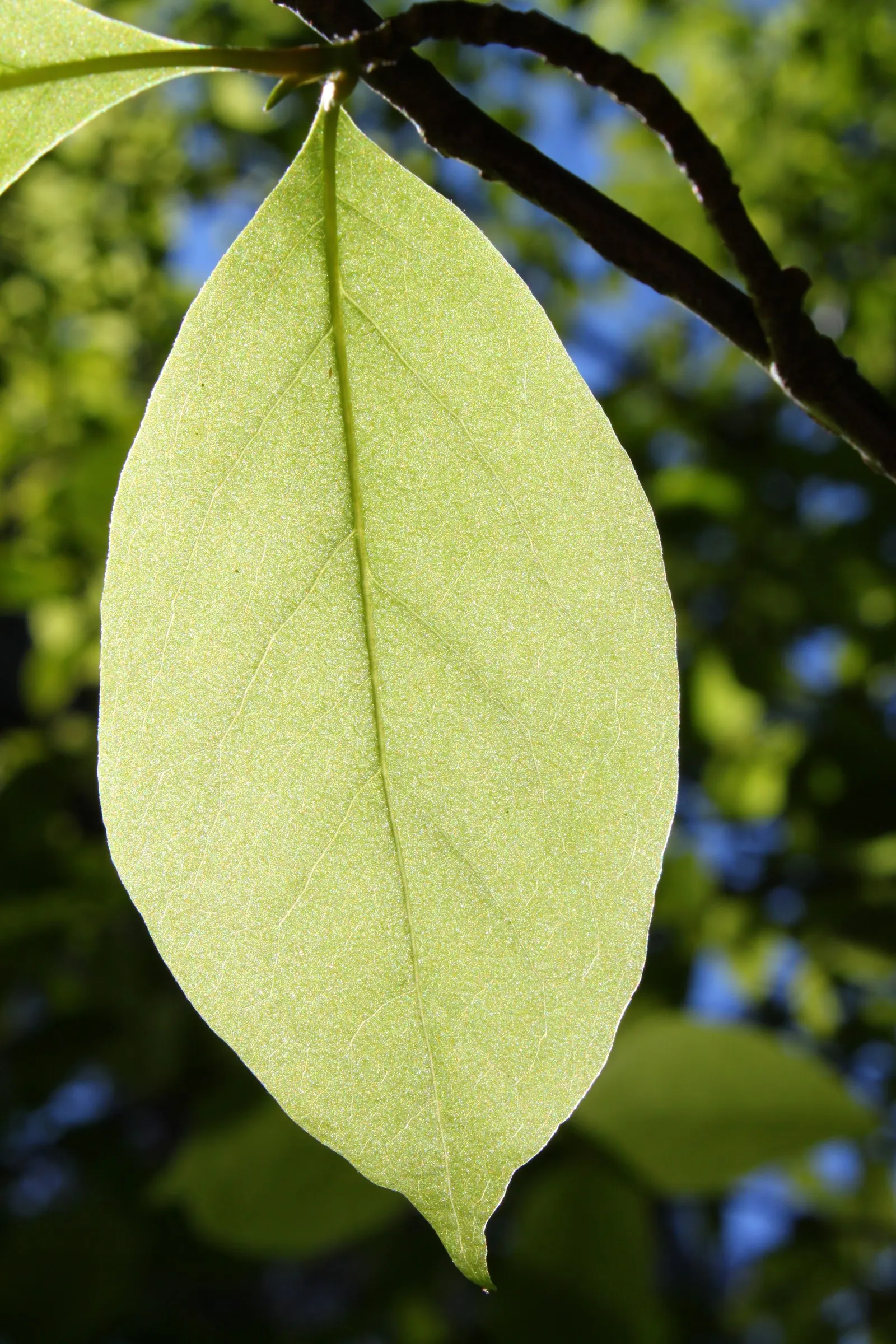 Saucer Magnolia, Tulip Tree (Magnolia X Soulangeana) — this deciduous beauty reaches 20-30 feet in height with a spread of 25 feet at maturity, image 91