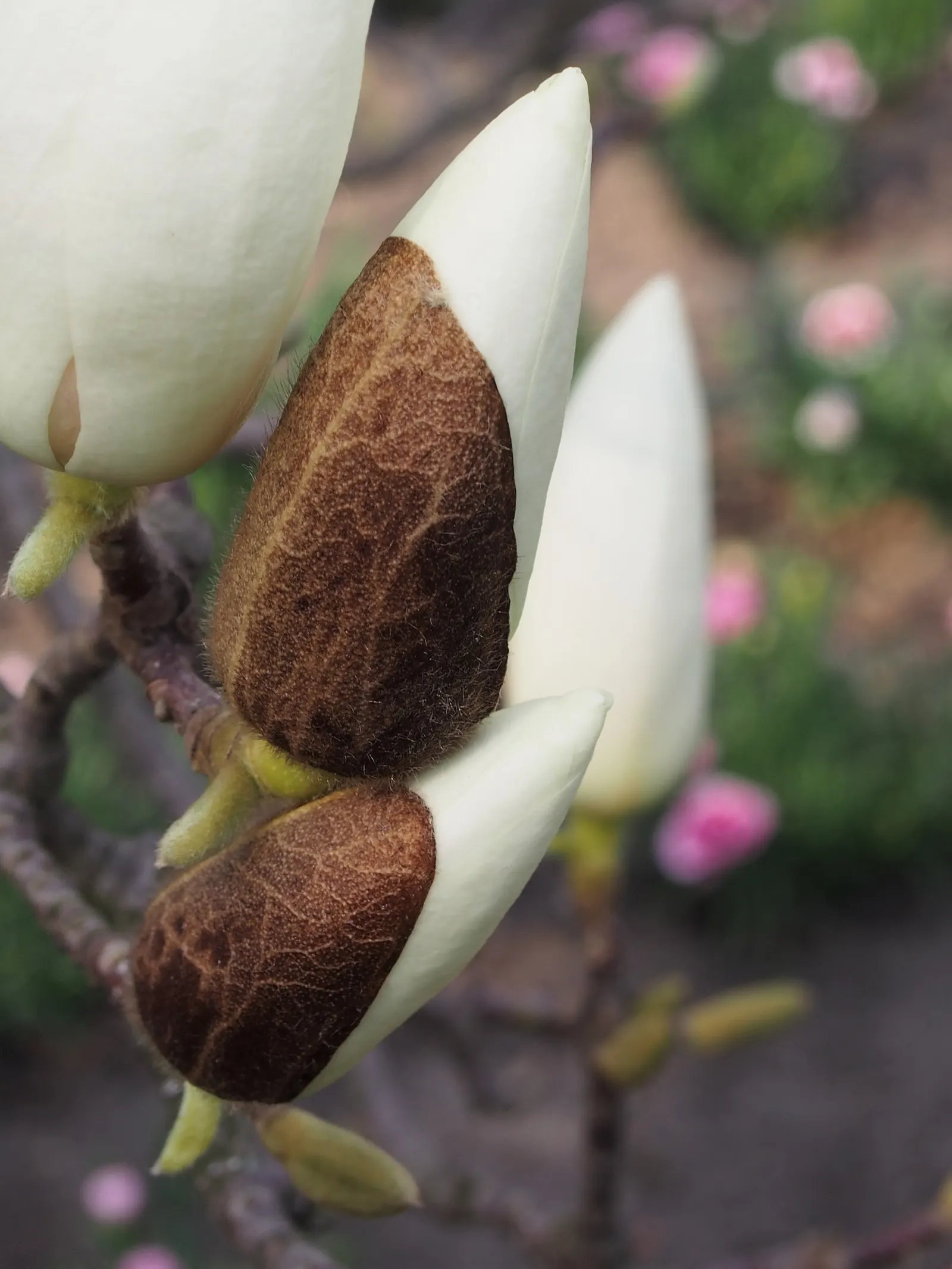 Saucer Magnolia, Tulip Tree (Magnolia X Soulangeana) — and may turn an attractive yellowish-bronze in the fall; tree with pink blooms, image 98