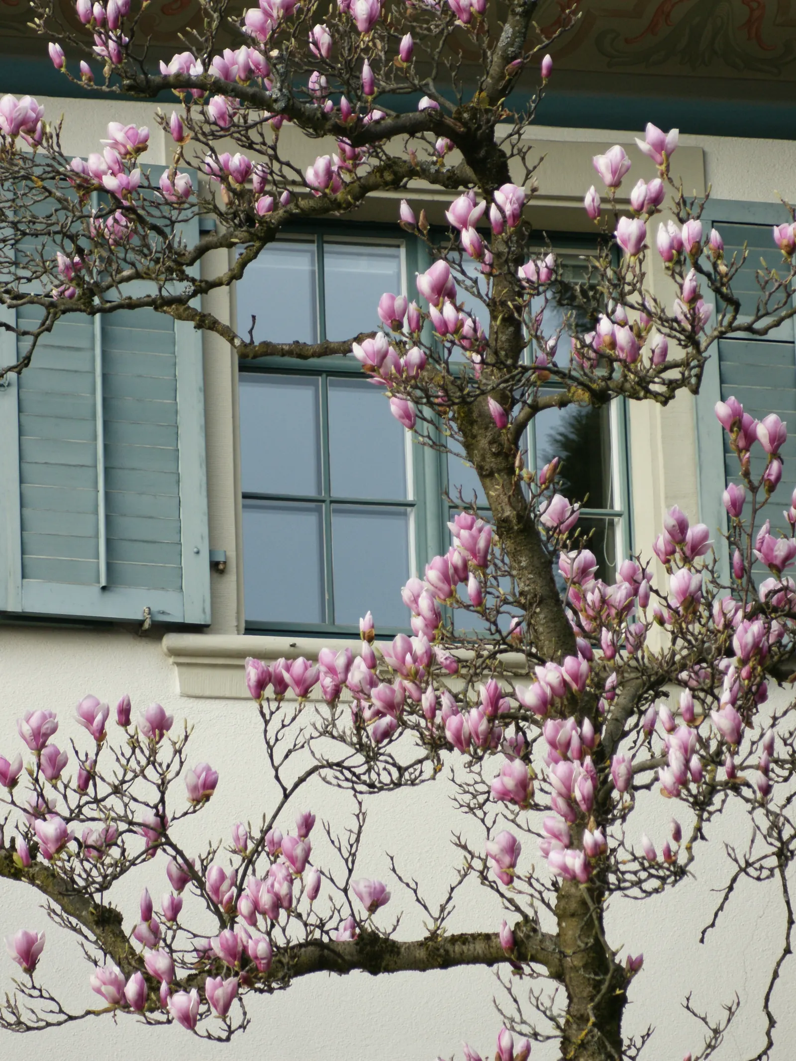 Saucer Magnolia, Tulip Tree (Magnolia X Soulangeana) — It's important to provide adequate space for the spread and to anticipate the moderate, image 47