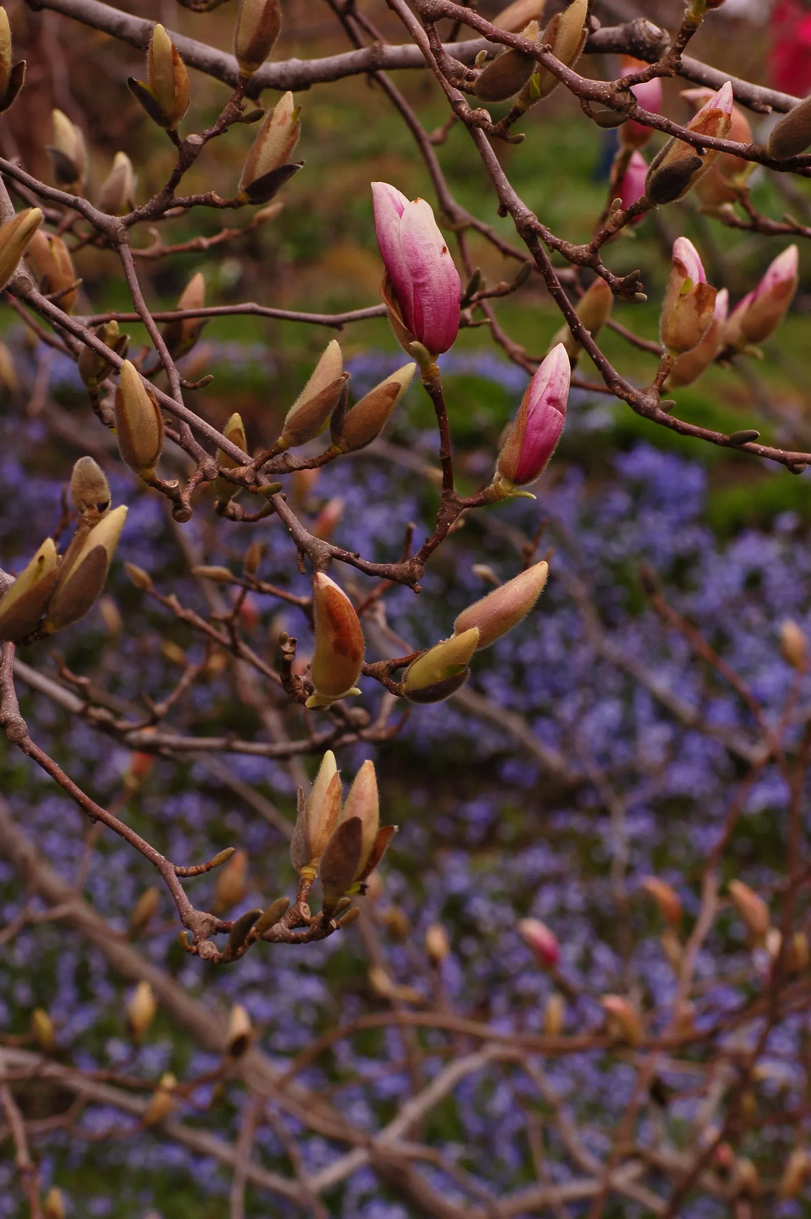 Saucer Magnolia, Tulip Tree (Magnolia X Soulangeana) — tree for full or half; best done after flowering to avoid cutting off next year's buds, image 90