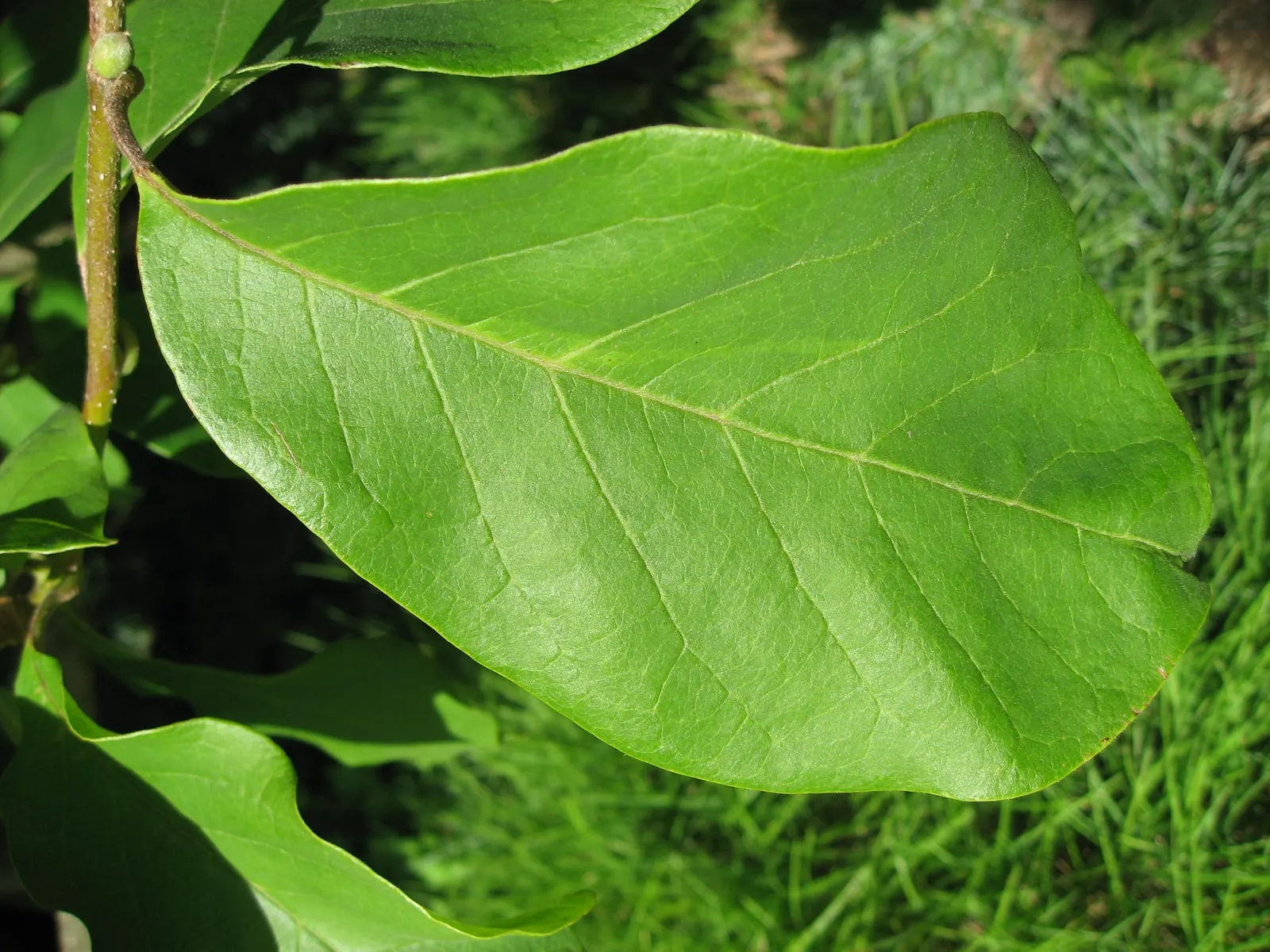 Saucer Magnolia, Tulip Tree (Magnolia X Soulangeana) — This tree also requires minimal pruning; pink flowers in the garden, image 67