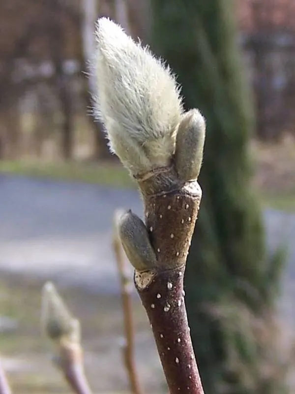 Saucer Magnolia, Tulip Tree (Magnolia X Soulangeana) — primarily for shaping and removing any dead or damaged wood; saucer-shaped flowers that can, image 68