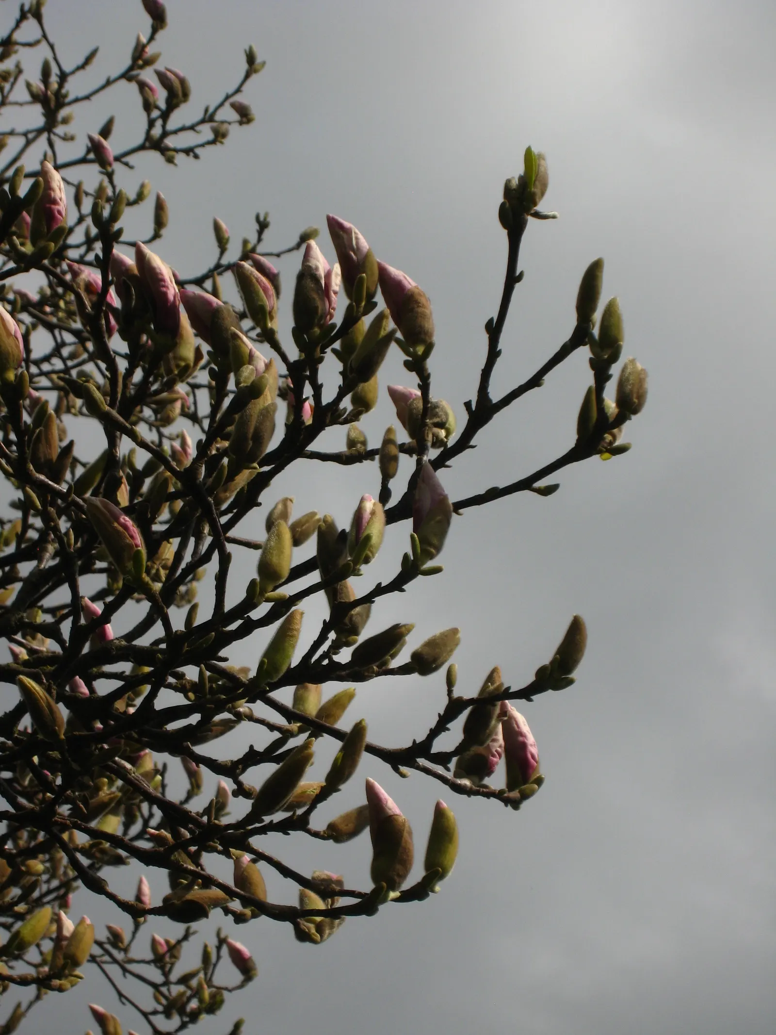 Saucer Magnolia, Tulip Tree (Magnolia X Soulangeana) — Additionally, sheltering from strong winds helps protect the delicate spring blooms; adding, image 102