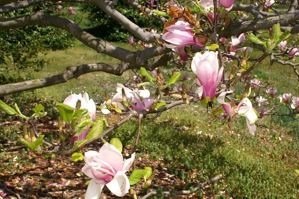 Saucer Magnolia, Tulip Tree (Magnolia X Soulangeana) — It's important to provide adequate space for the spread and to anticipate the moderate, image 65