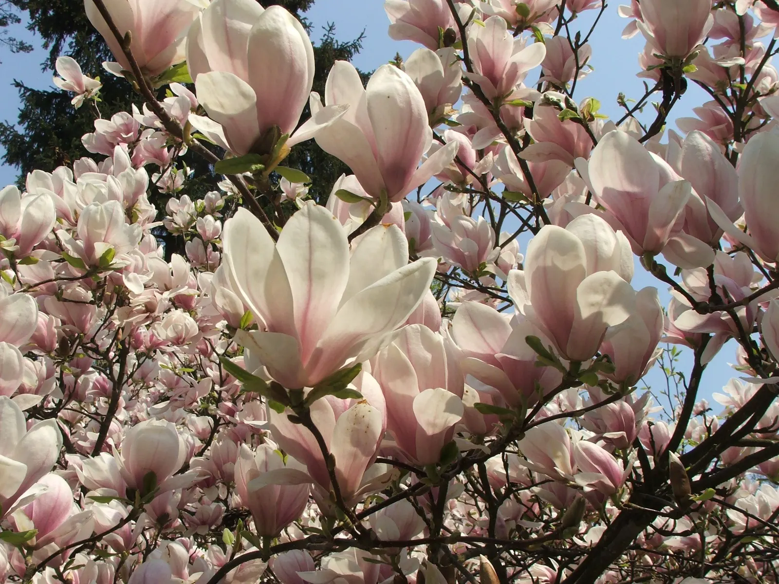 Saucer Magnolia, Tulip Tree (Magnolia X Soulangeana) — A cross between Magnolia denudata and Magnolia liliiflora; it's important to provide, image 92