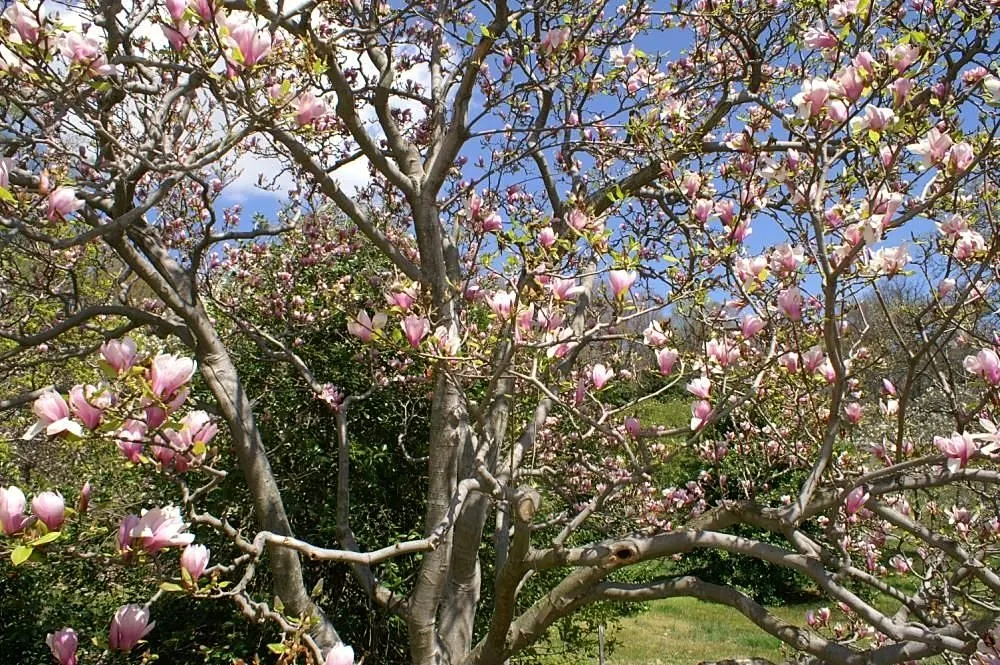 Saucer Magnolia, Tulip Tree (Magnolia X Soulangeana) — this specimen boasts a broad; tree for full or half, image 57