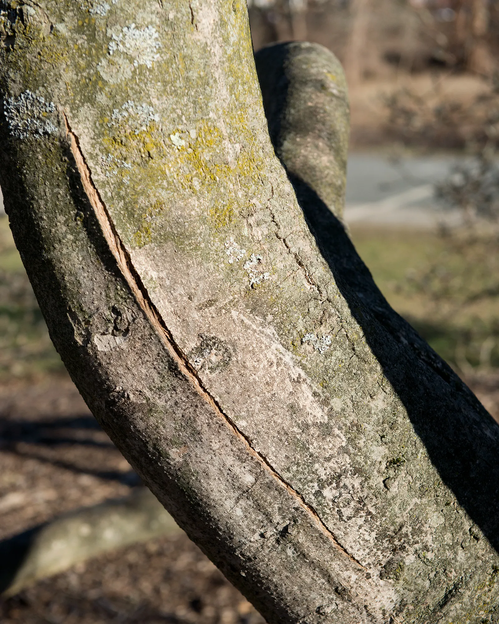 Saucer Magnolia, Tulip Tree (Magnolia X Soulangeana) — this deciduous beauty reaches 20-30 feet in height with a spread of 25 feet at maturity, image 73