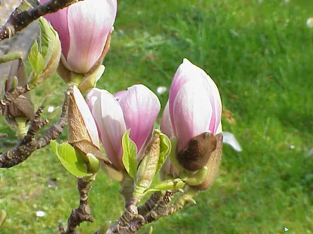 Saucer Magnolia, Tulip Tree (Magnolia X Soulangeana) — best done after flowering to avoid cutting off next year's buds; additionally, sheltering, image 69
