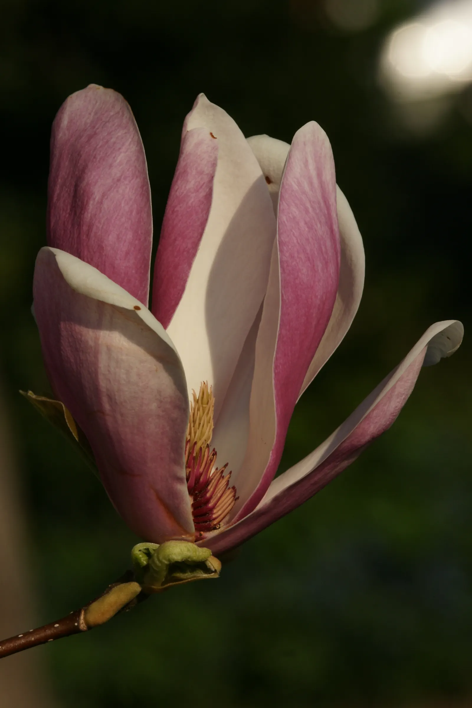 Saucer Magnolia, Tulip Tree (Magnolia X Soulangeana) — this deciduous beauty reaches 20-30 feet in height with a spread of 25 feet at maturity, image 55