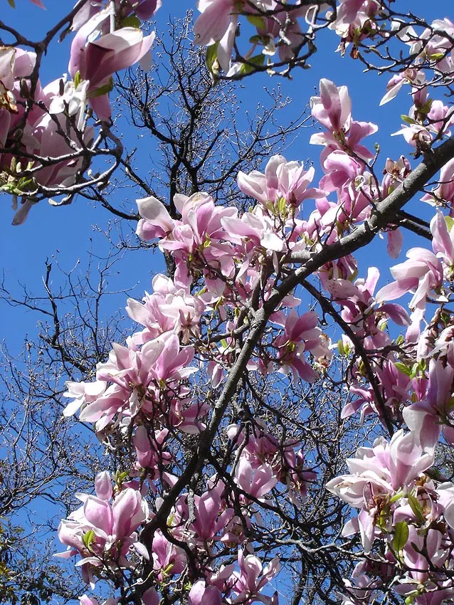 Saucer Magnolia, Tulip Tree (Magnolia X Soulangeana) — This tree also requires minimal pruning; pink flowers in the garden, image 49