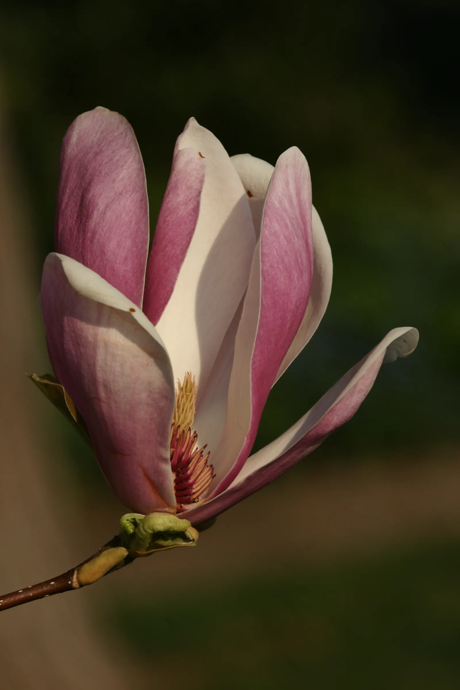 Saucer Magnolia, Tulip Tree (Magnolia X Soulangeana) — A cross between Magnolia denudata and Magnolia liliiflora; it's important to provide, image 56