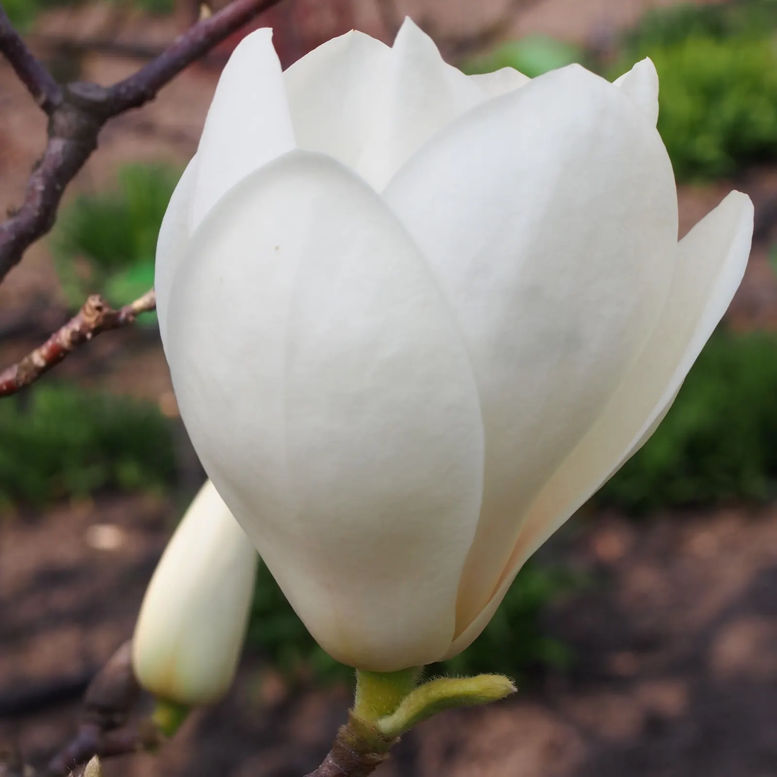 Saucer Magnolia, Tulip Tree (Magnolia X Soulangeana) — extending up to 6 inches in length; they prefer full sun to partial shade exposures for, image 97
