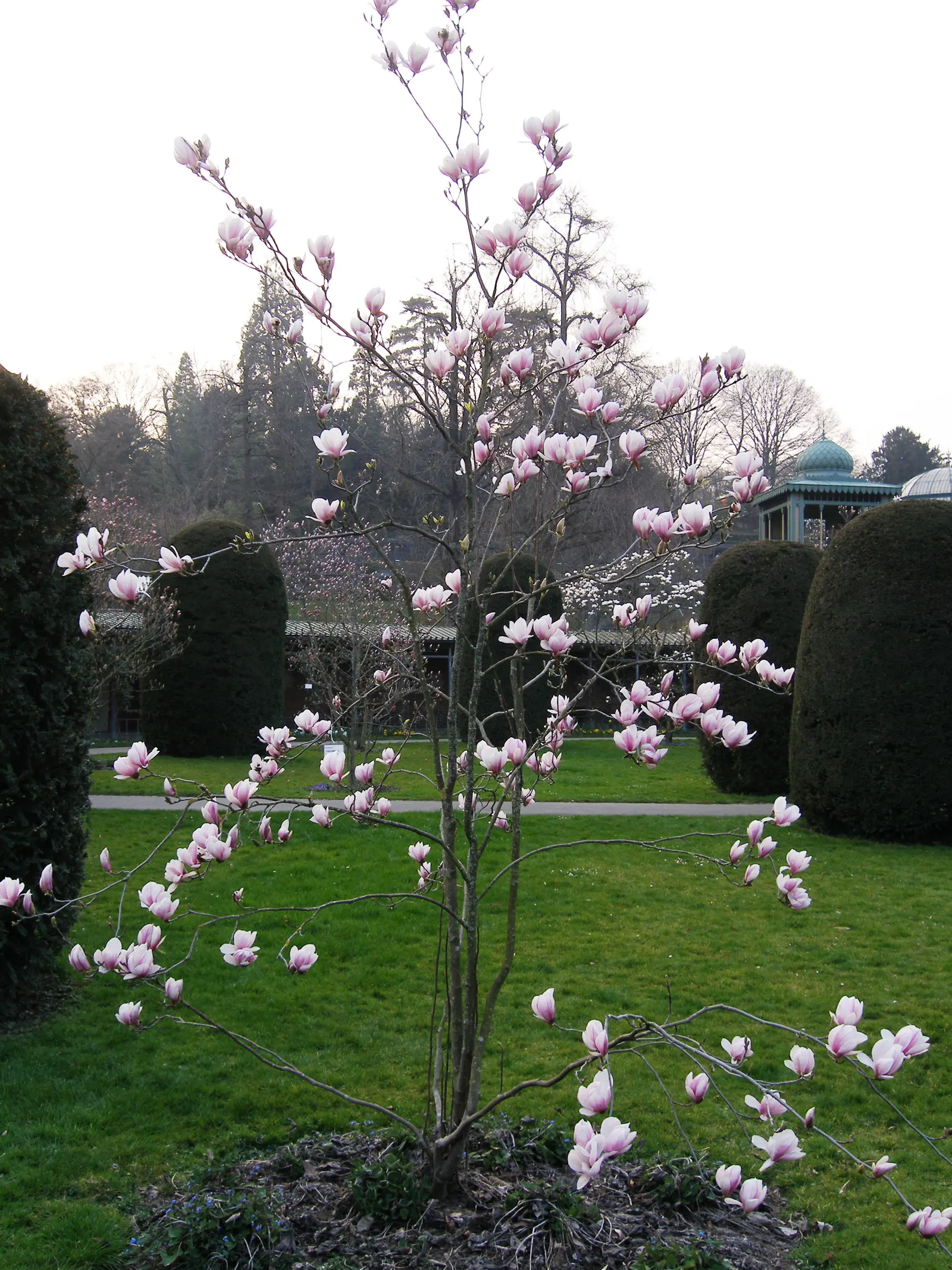 Saucer Magnolia, Tulip Tree (Magnolia X Soulangeana) — It's important to provide adequate space for the spread and to anticipate the moderate, image 101