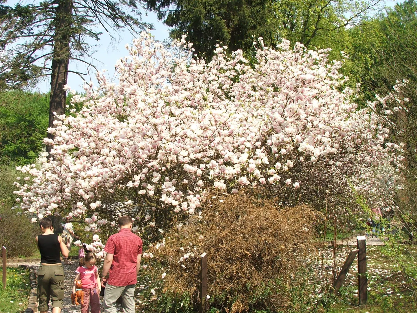 Saucer Magnolia, Tulip Tree (Magnolia X Soulangeana) — The blossoms exhibit a gradient of hues; this specimen boasts a broad, image 114