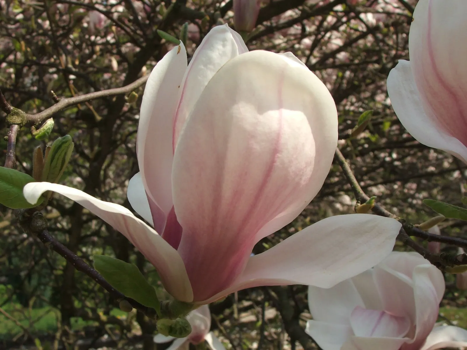 Saucer Magnolia, Tulip Tree (Magnolia X Soulangeana) — Additionally, sheltering from strong winds helps protect the delicate spring blooms; adding, image 66