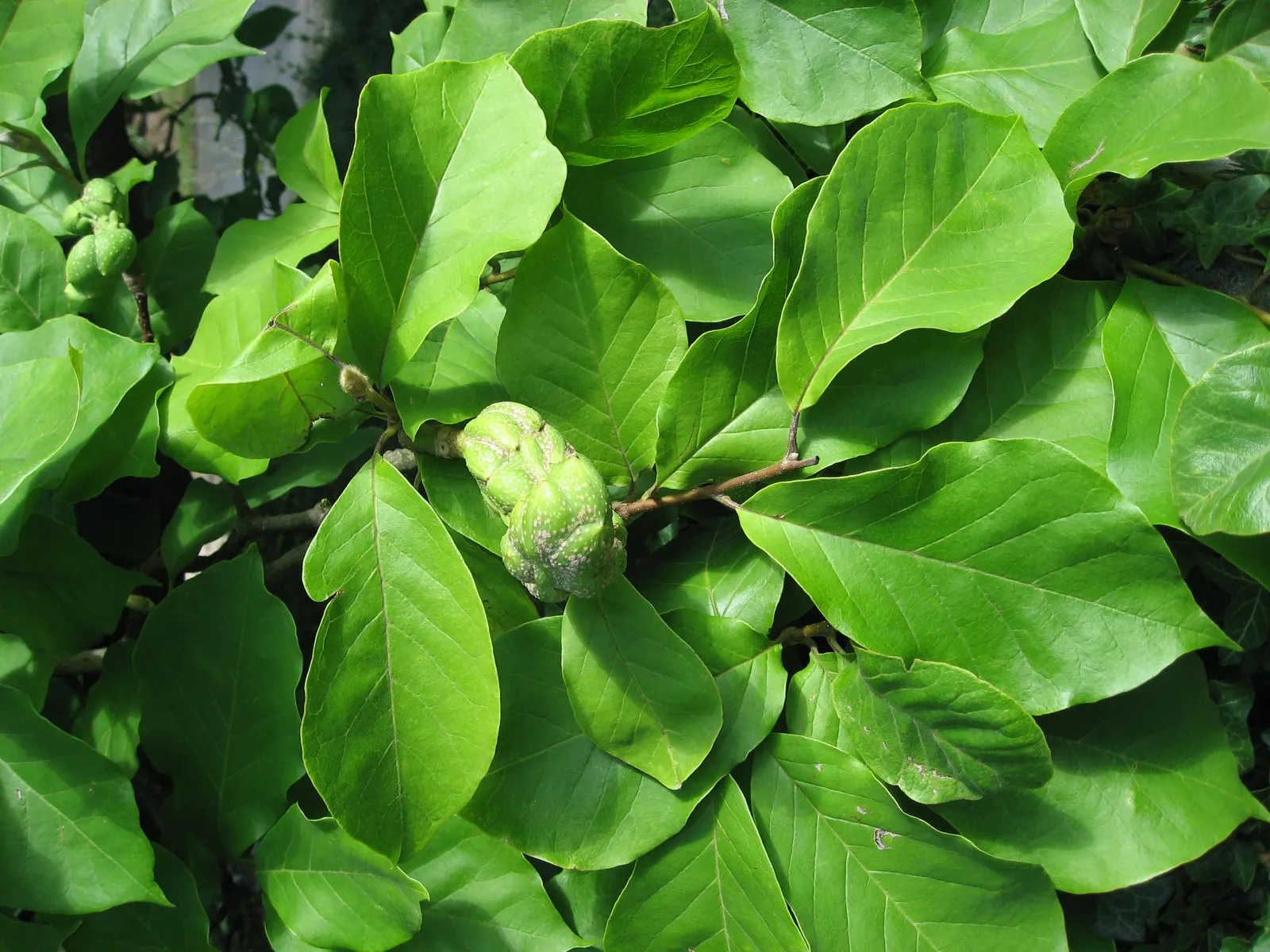 Saucer Magnolia, Tulip Tree (Magnolia X Soulangeana) — best done after flowering to avoid cutting off next year's buds; additionally, sheltering, image 51