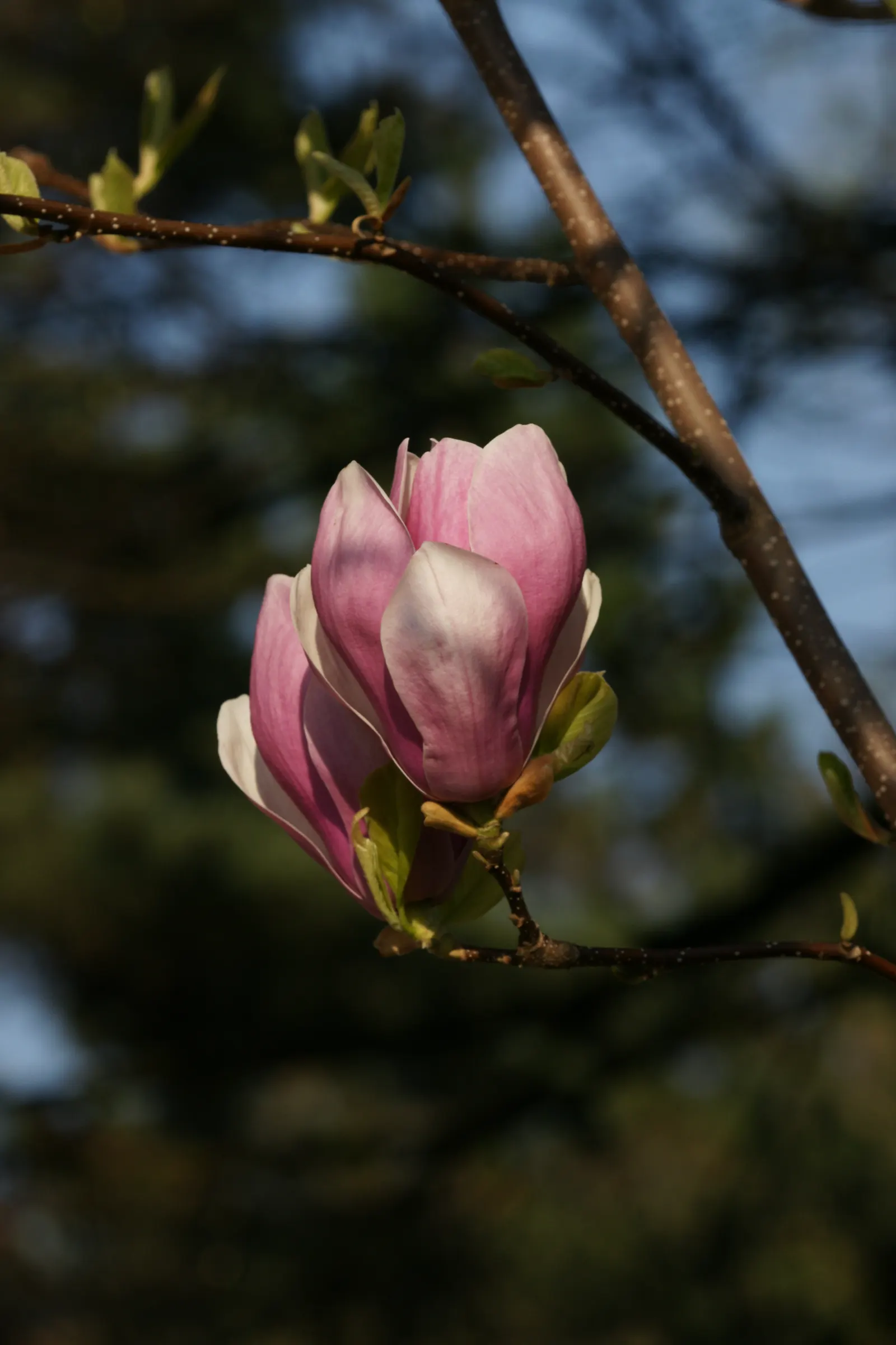 Saucer Magnolia, Tulip Tree (Magnolia X Soulangeana) — They prefer full sun to partial shade exposures for optimal floral display; this tree also, image 64