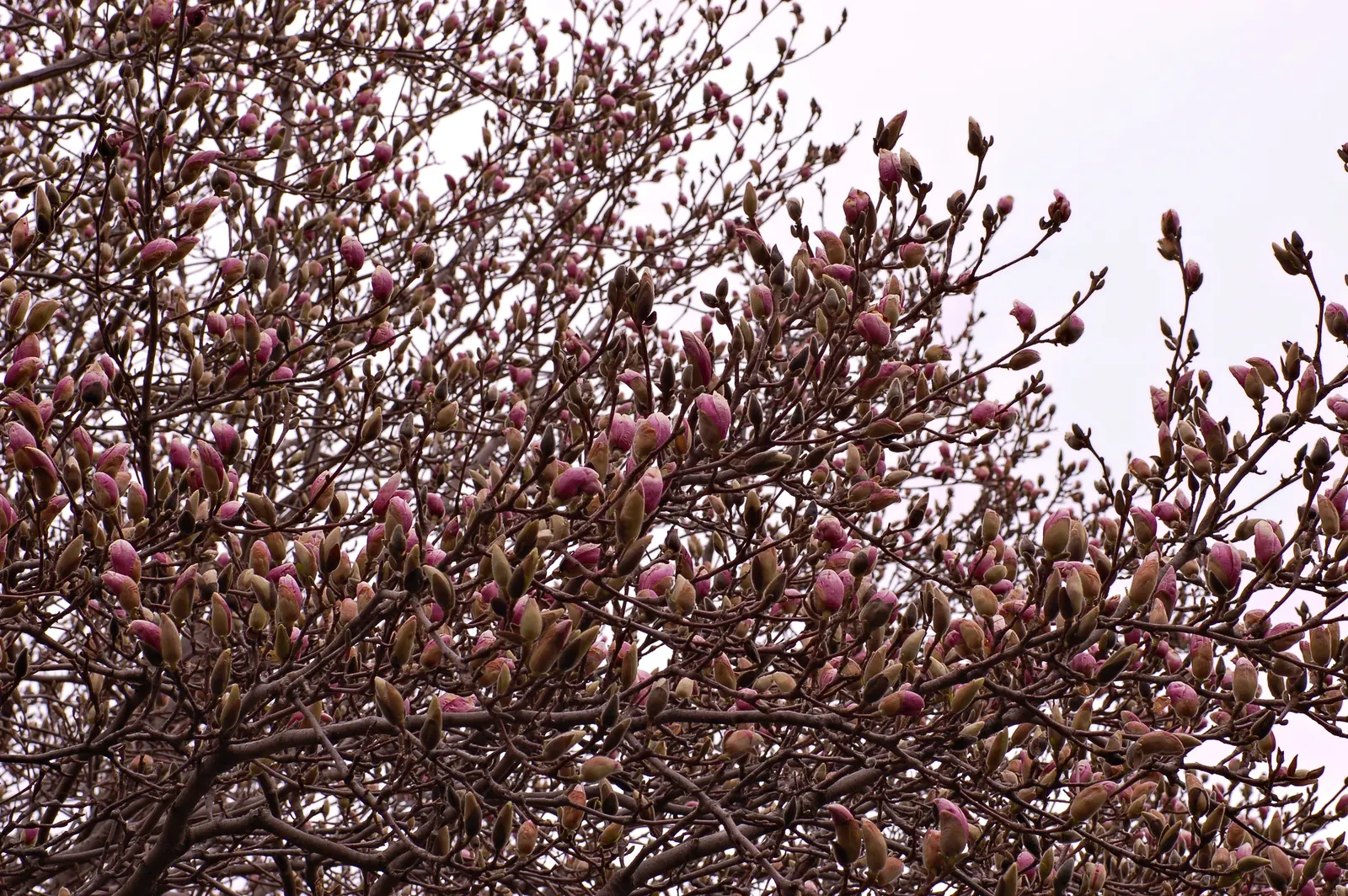 Saucer Magnolia, Tulip Tree (Magnolia X Soulangeana) — spreading form typically reaching 20 to 25 feet in height with a similar crown width, image 94