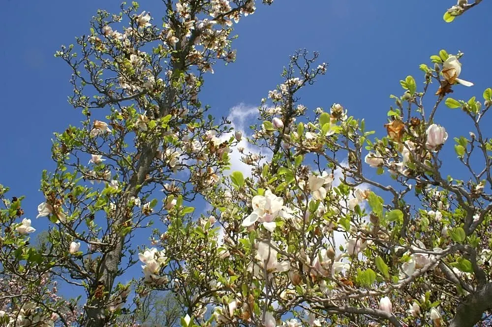 Saucer Magnolia, Tulip Tree (Magnolia X Soulangeana) — this specimen boasts a broad; tree for full or half, image 129