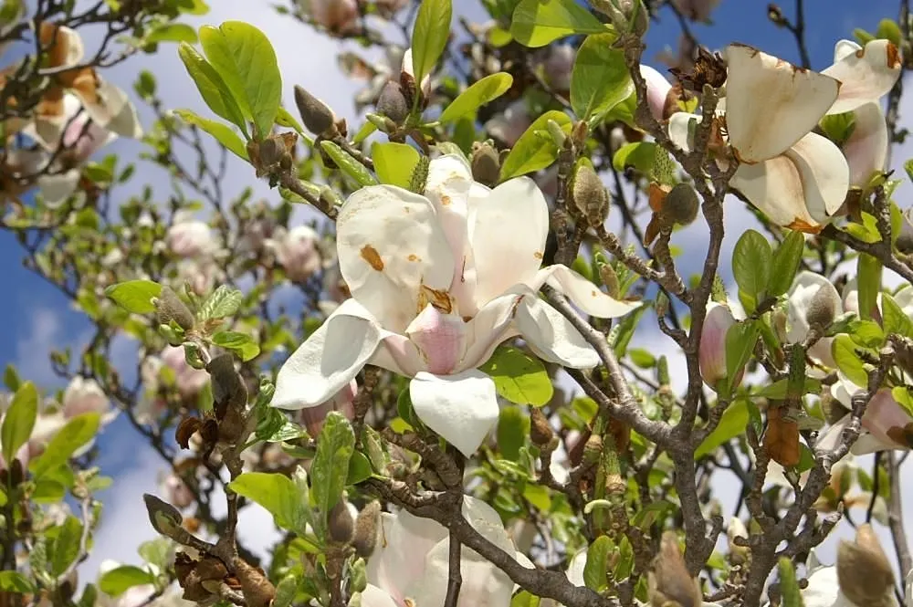 Saucer Magnolia, Tulip Tree (Magnolia X Soulangeana) — pink flowers in the garden; this deciduous beauty reaches 20-30 feet in height with a spread, image 124