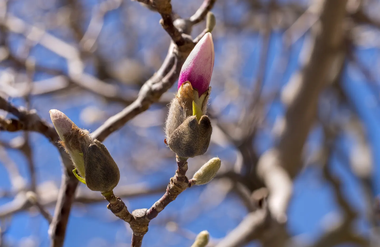 Saucer Magnolia, Tulip Tree (Magnolia X Soulangeana) — saucer-shaped flowers that can span up to 8 inches across; primarily for shaping and, image 95