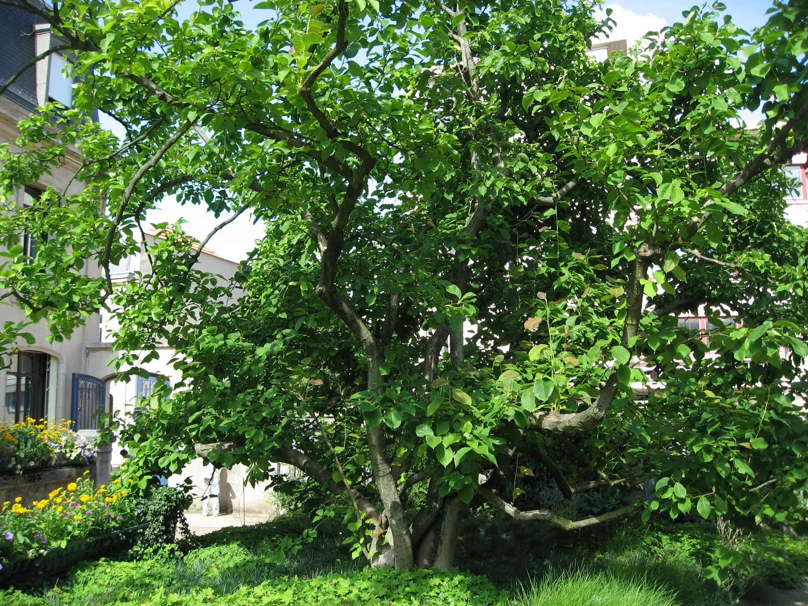 Saucer Magnolia, Tulip Tree (Magnolia X Soulangeana) — primarily for shaping and removing any dead or damaged wood; saucer-shaped flowers that can, image 50
