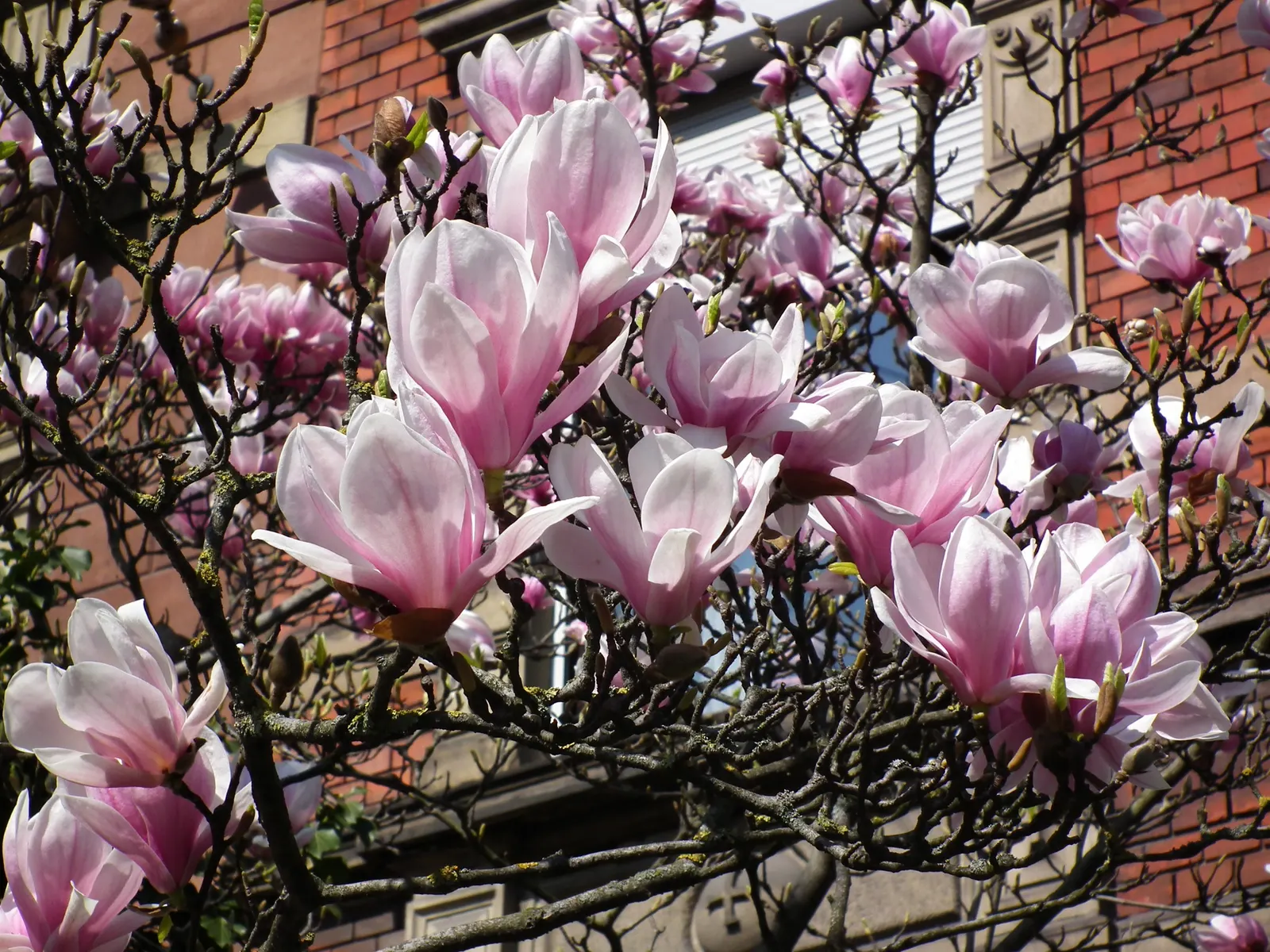 Saucer Magnolia, Tulip Tree (Magnolia X Soulangeana) — tree for full or half; best done after flowering to avoid cutting off next year's buds, image 54