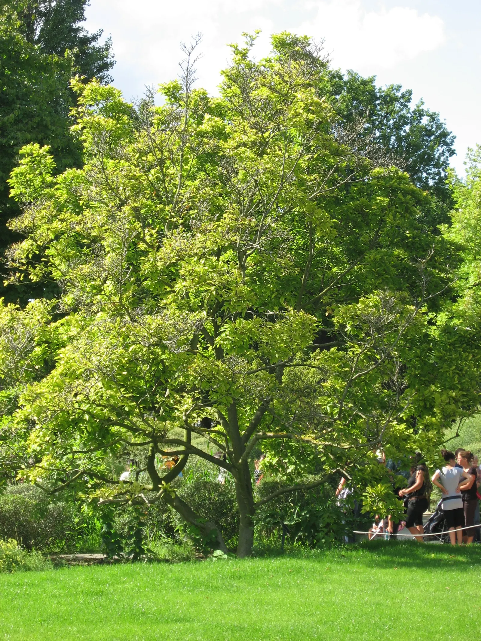 Saucer Magnolia, Tulip Tree (Magnolia X Soulangeana) — extending up to 6 inches in length; they prefer full sun to partial shade exposures for, image 43