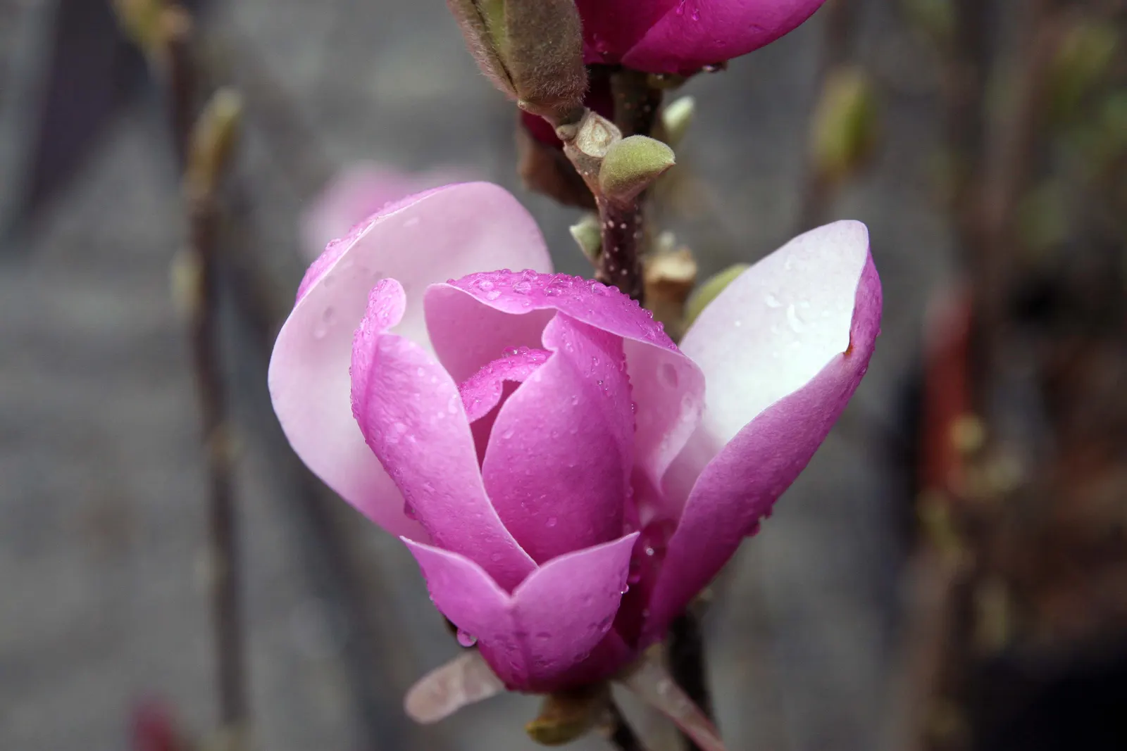 Saucer Magnolia, Tulip Tree (Magnolia X Soulangeana) — spreading form typically reaching 20 to 25 feet in height with a similar crown width, image 58