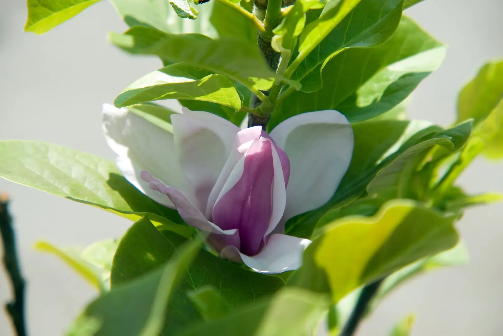 Saucer Magnolia, Tulip Tree (Magnolia X Soulangeana) — saucer-shaped flowers that can span up to 8 inches across; primarily for shaping and, image 131