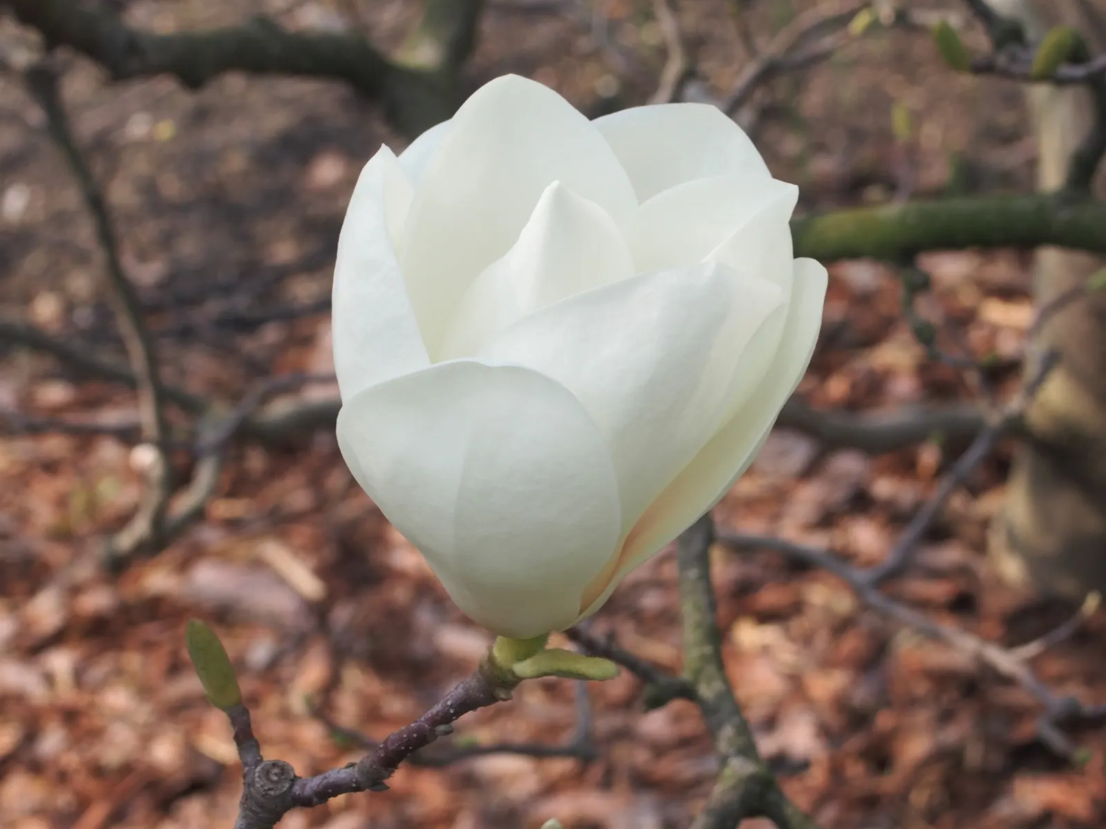 Saucer Magnolia, Tulip Tree (Magnolia X Soulangeana) — The blossoms exhibit a gradient of hues; this specimen boasts a broad, image 96