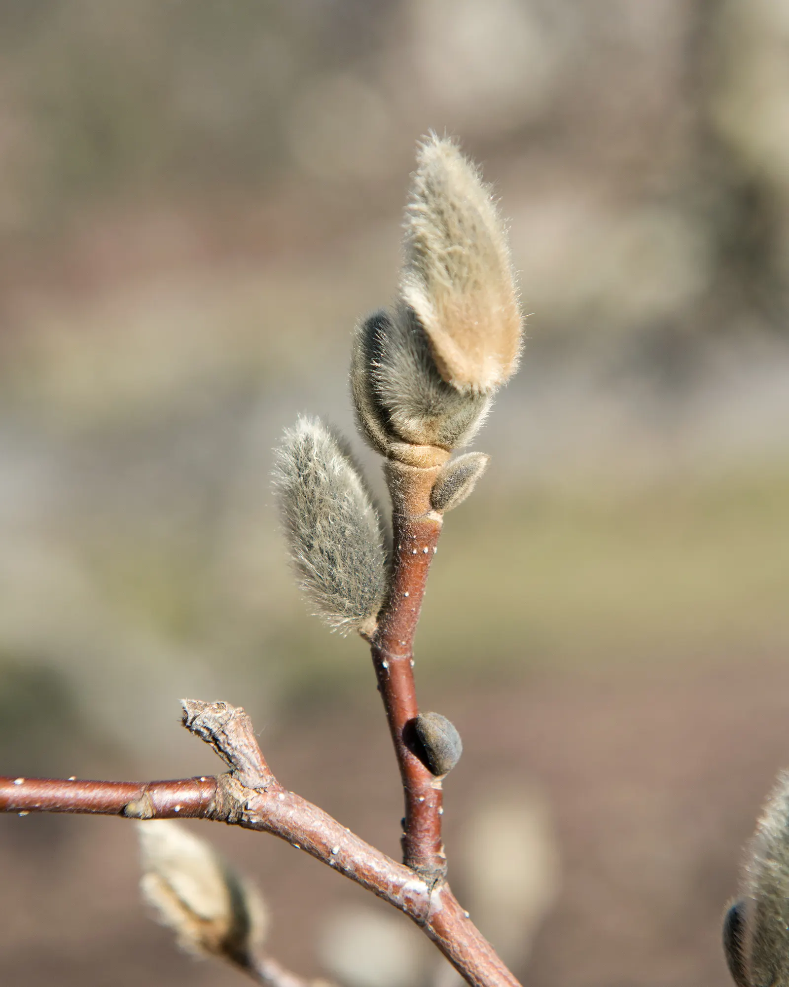 Saucer Magnolia, Tulip Tree (Magnolia X Soulangeana) — A cross between Magnolia denudata and Magnolia liliiflora; it's important to provide, image 74