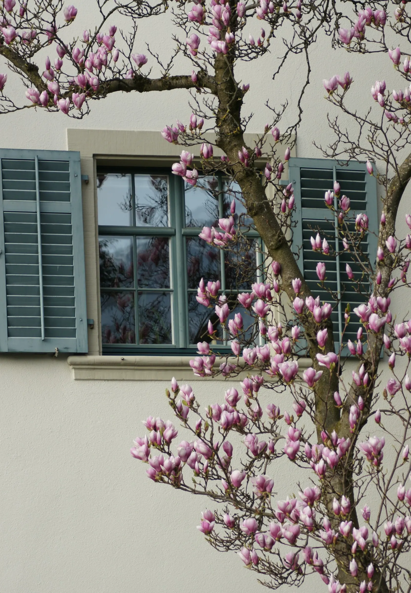 Saucer Magnolia, Tulip Tree (Magnolia X Soulangeana) — pink flowers in the garden; this deciduous beauty reaches 20-30 feet in height with a spread, image 52