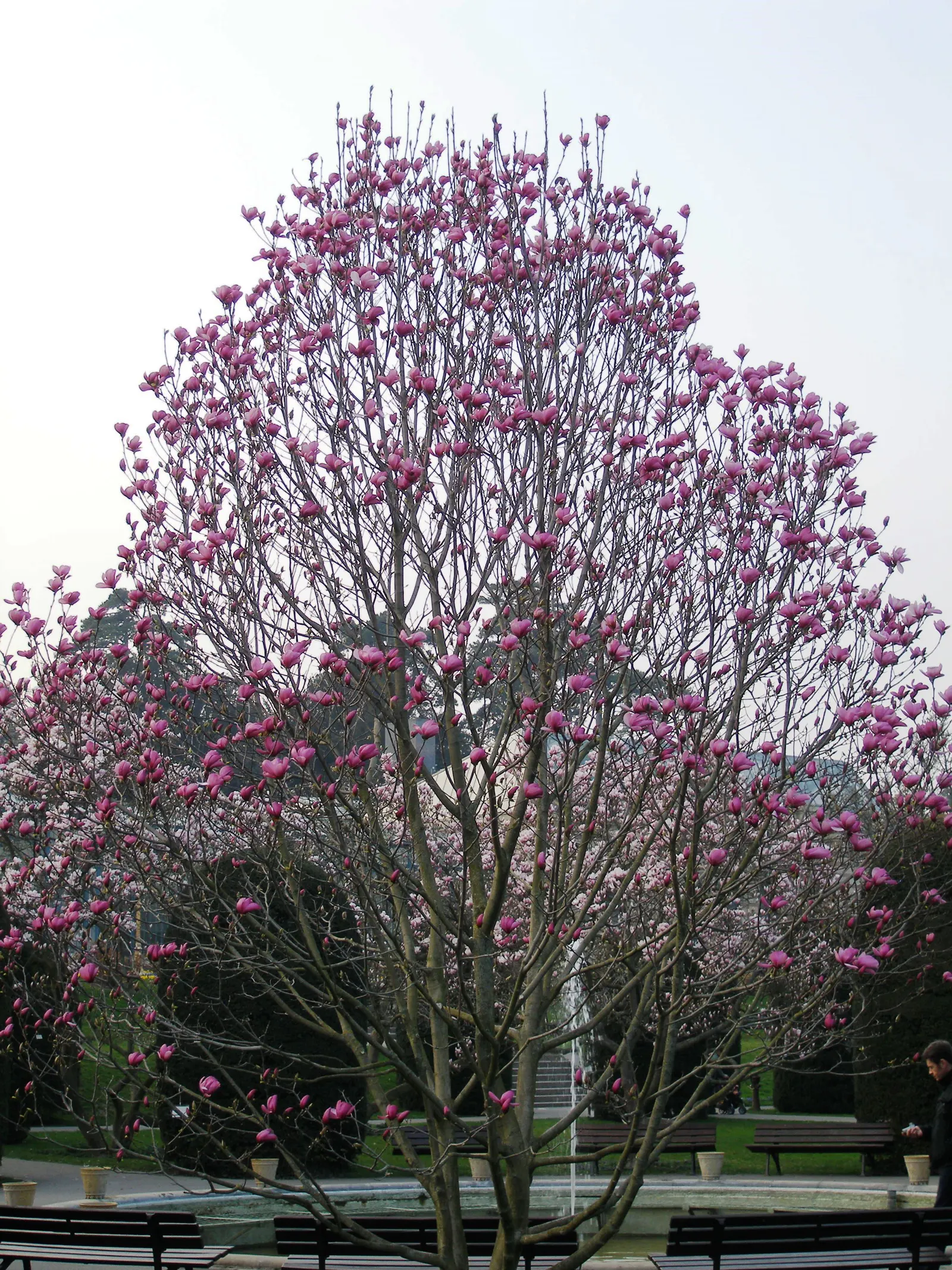 Saucer Magnolia, Tulip Tree (Magnolia X Soulangeana) — This tree also requires minimal pruning; pink flowers in the garden, image 103