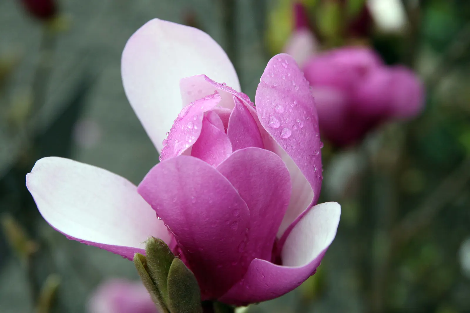 Saucer Magnolia, Tulip Tree (Magnolia X Soulangeana) — tree for full or half; best done after flowering to avoid cutting off next year's buds, image 126