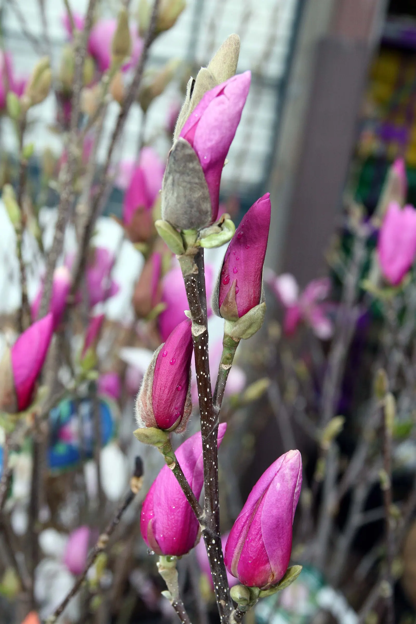 Saucer Magnolia, Tulip Tree (Magnolia X Soulangeana) — this deciduous beauty reaches 20-30 feet in height with a spread of 25 feet at maturity, image 127