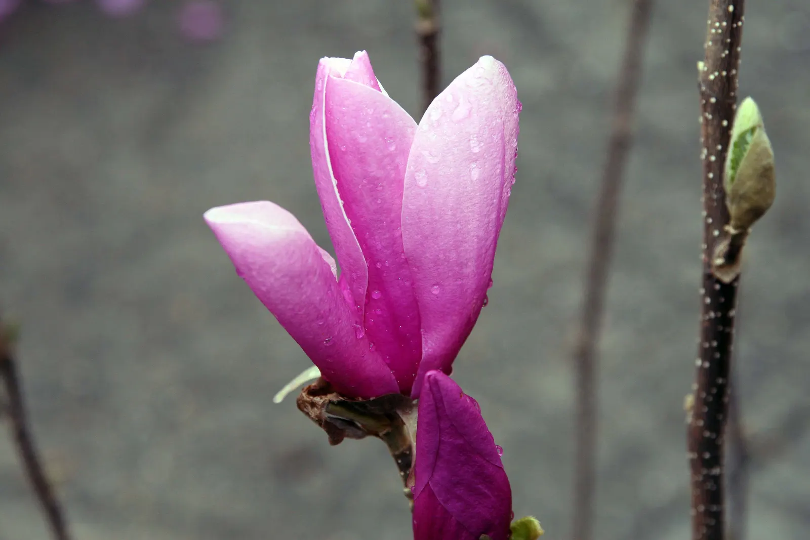 Saucer Magnolia, Tulip Tree (Magnolia X Soulangeana) — The blossoms exhibit a gradient of hues; this specimen boasts a broad, image 132