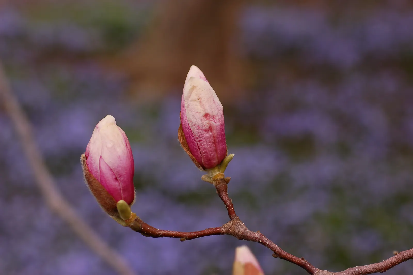 Saucer Magnolia, Tulip Tree (Magnolia X Soulangeana) — this specimen boasts a broad; tree for full or half, image 93