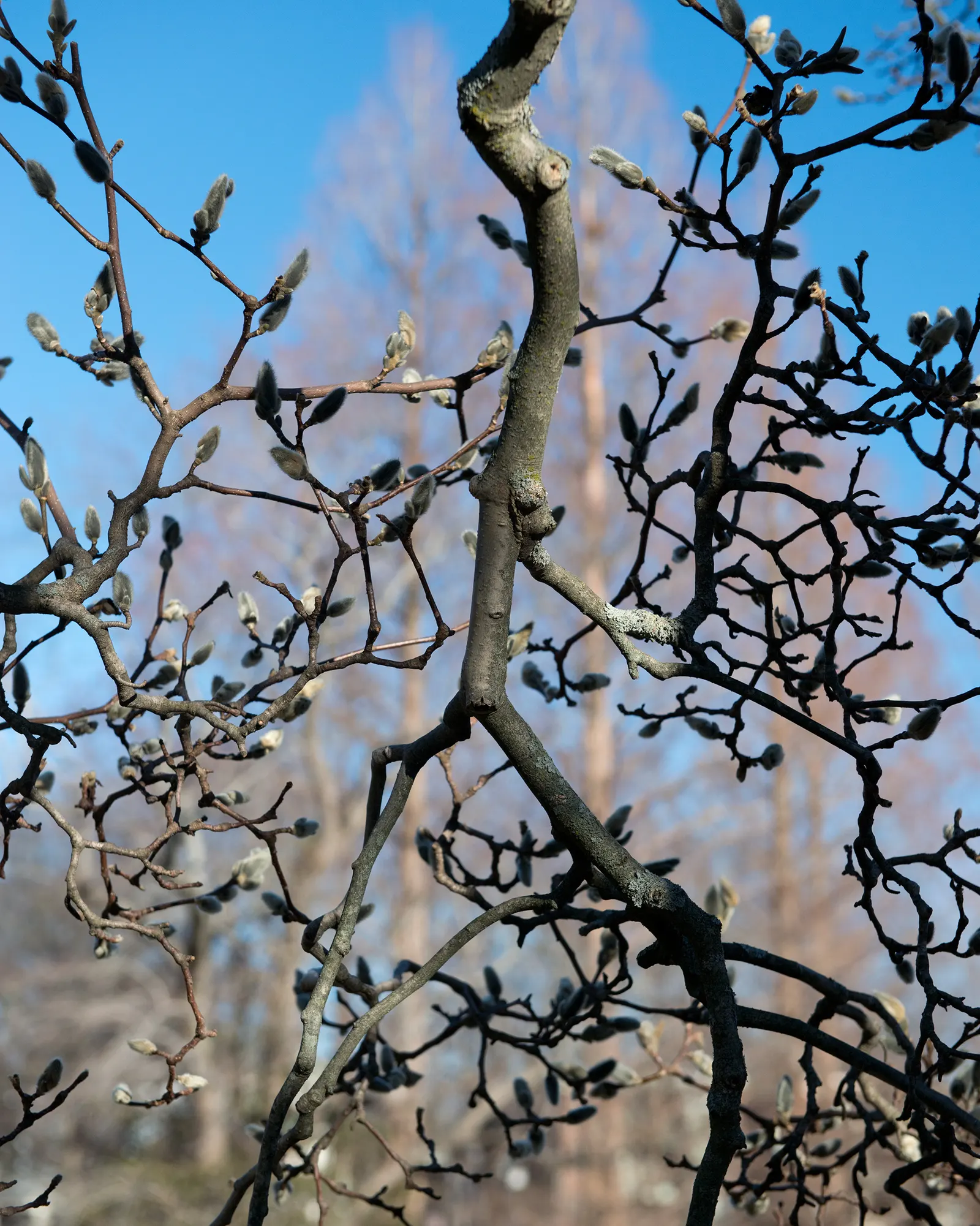 Saucer Magnolia, Tulip Tree (Magnolia X Soulangeana) — tree for full or half; best done after flowering to avoid cutting off next year's buds, image 72
