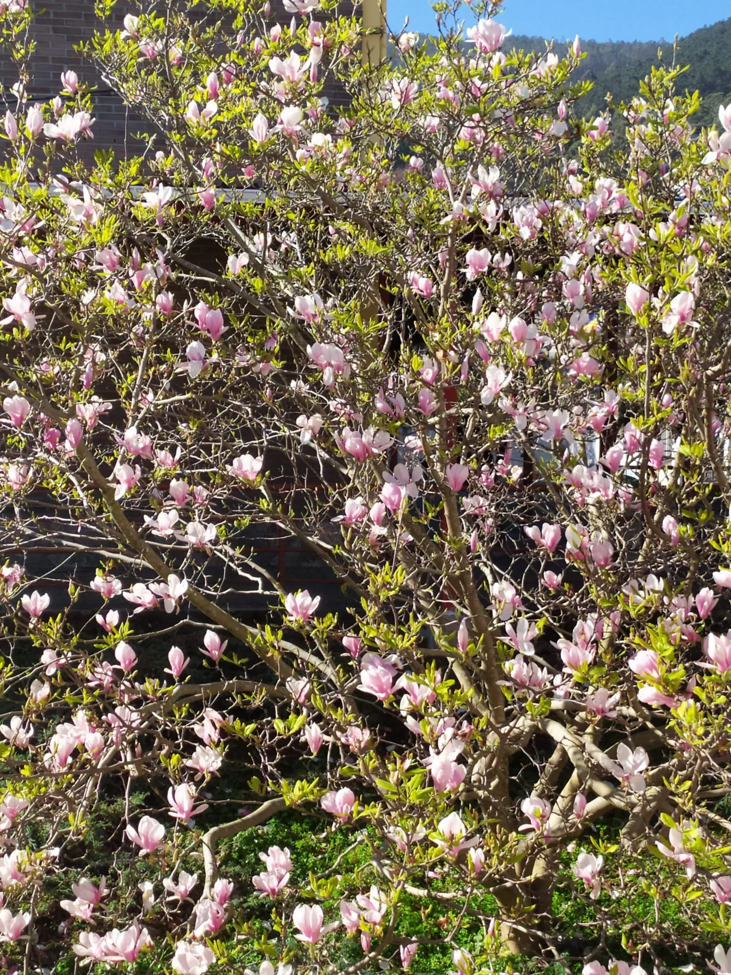 Saucer Magnolia, Tulip Tree (Magnolia X Soulangeana) — tree with pink blooms; and may turn an attractive yellowish-bronze in the fall, image 53