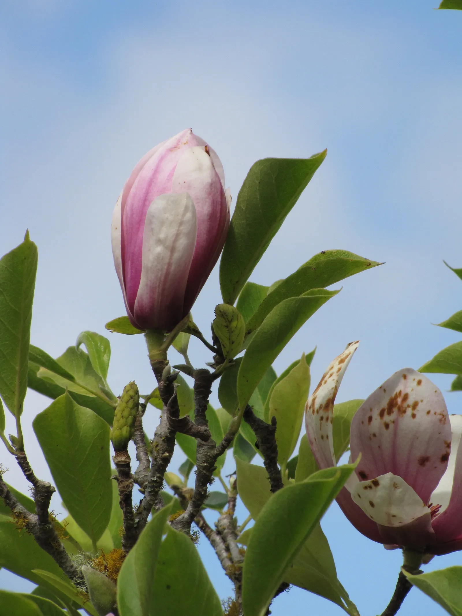 Saucer Magnolia, Tulip Tree (Magnolia X Soulangeana) — A cross between Magnolia denudata and Magnolia liliiflora; it's important to provide, image 110