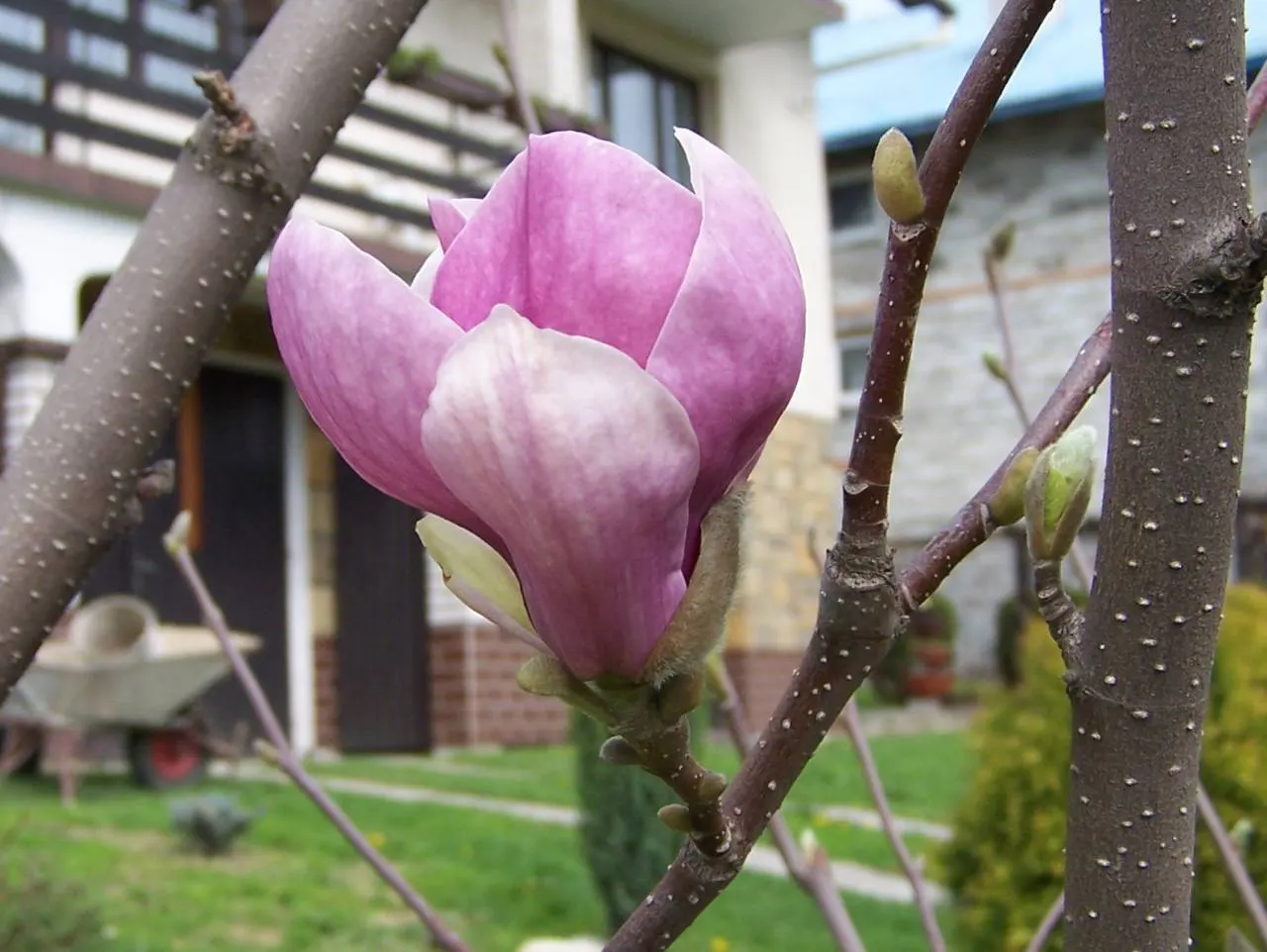 Saucer Magnolia, Tulip Tree (Magnolia X Soulangeana) — They prefer full sun to partial shade exposures for optimal floral display; this tree also, image 46