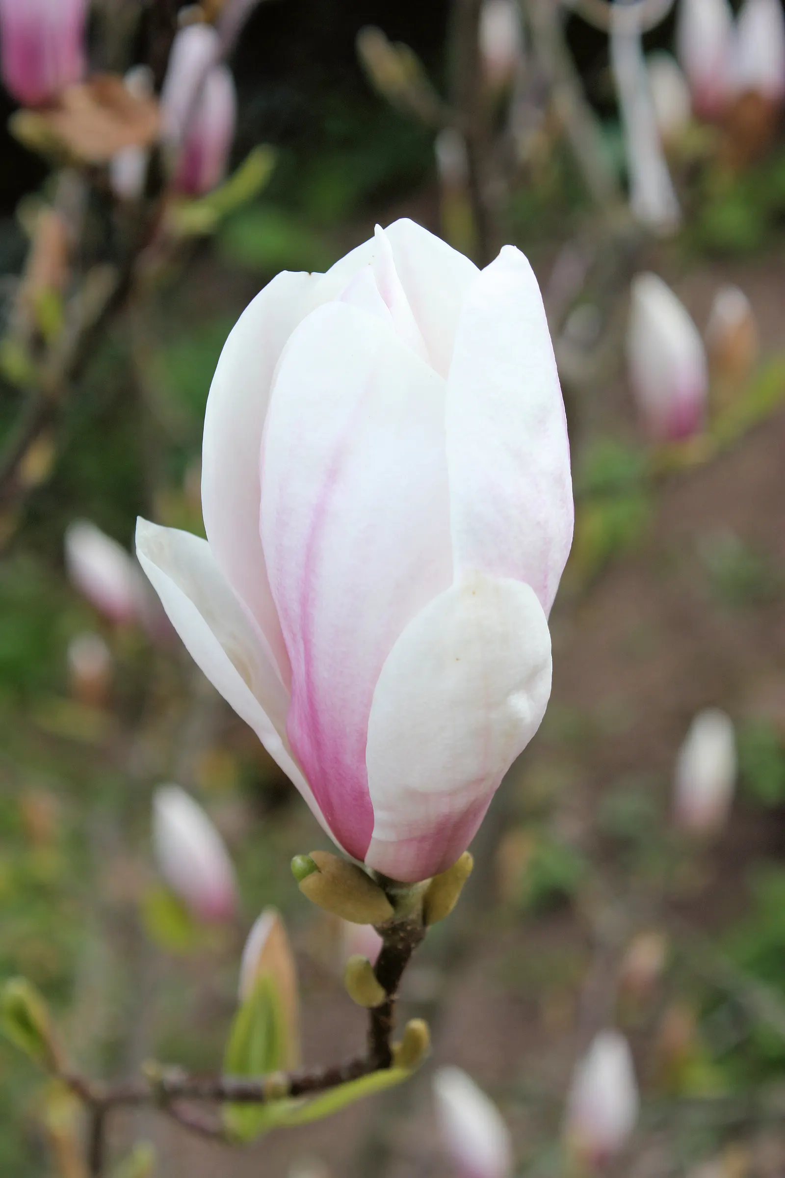 Saucer Magnolia, Tulip Tree (Magnolia X Soulangeana) — and may turn an attractive yellowish-bronze in the fall; tree with pink blooms, image 44