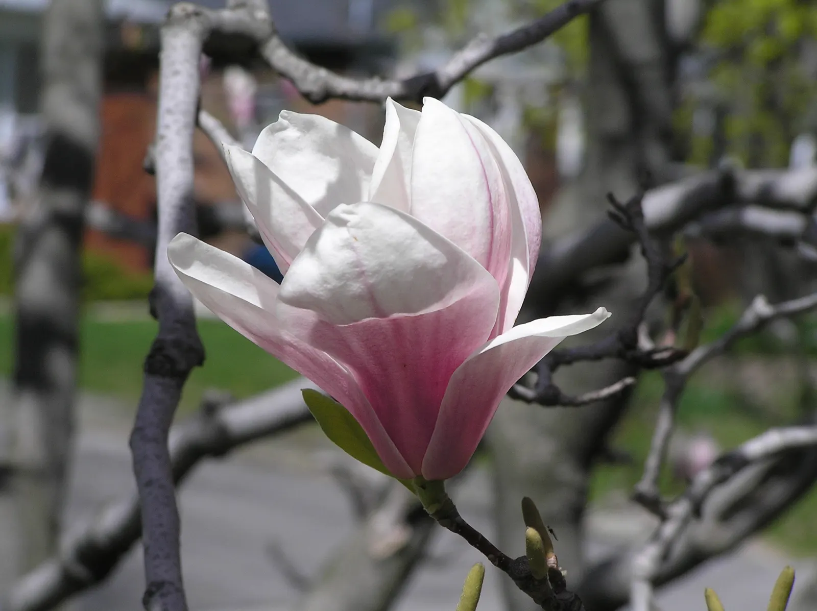 Saucer Magnolia, Tulip Tree (Magnolia X Soulangeana) — It's important to provide adequate space for the spread and to anticipate the moderate, image 83