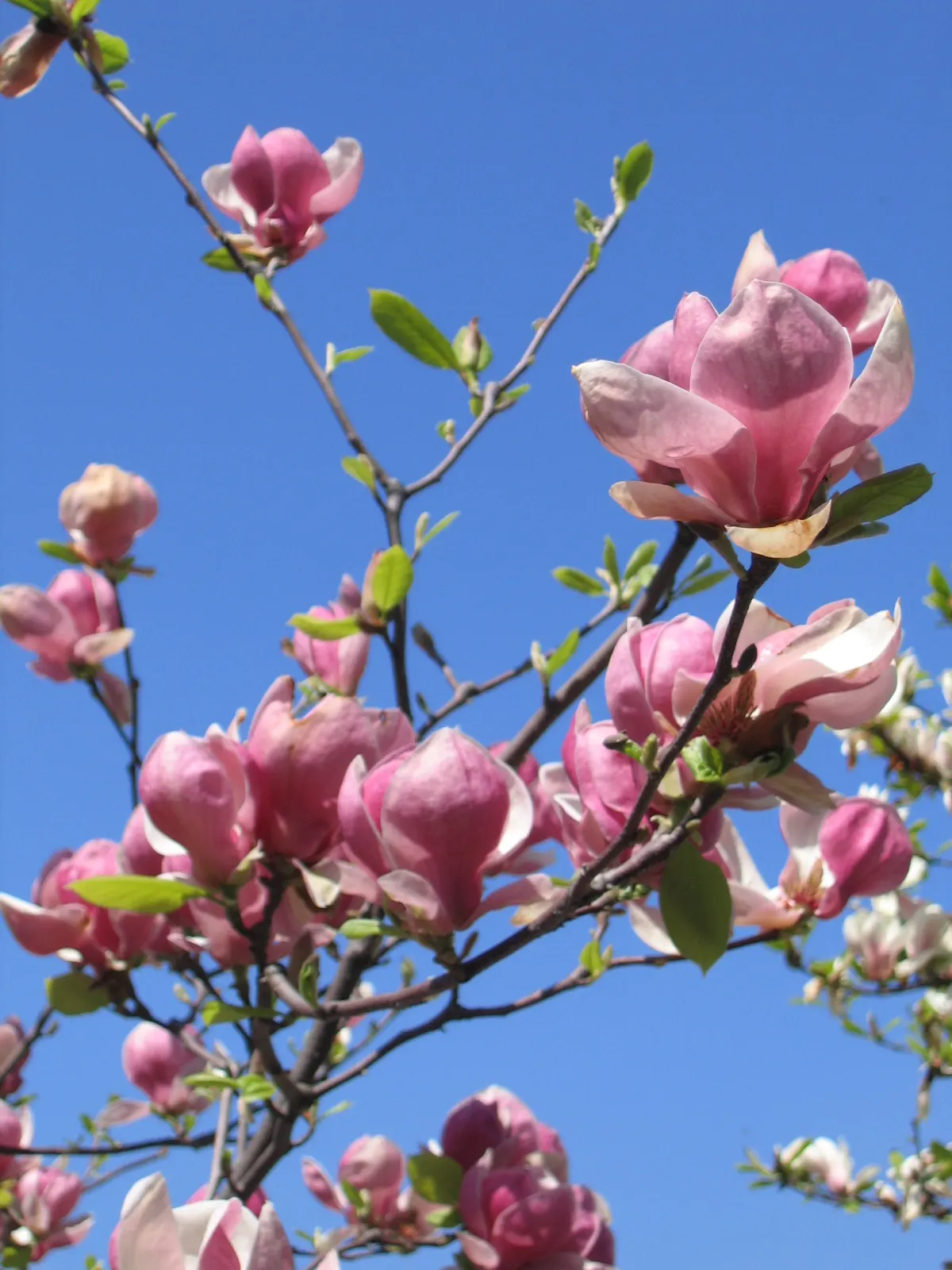 Saucer Magnolia, Tulip Tree (Magnolia X Soulangeana) — this deciduous beauty reaches 20-30 feet in height with a spread of 25 feet at maturity, image 37